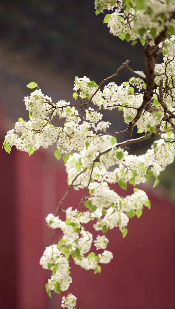 春情只到梨花薄，深邃情感故事及txt下载链接