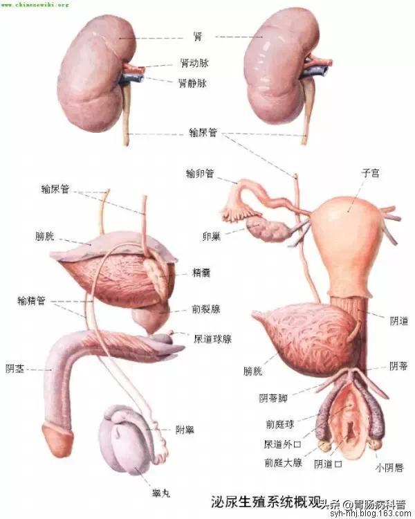 人体解剖学软件下载，数字化医学教育的未来探索