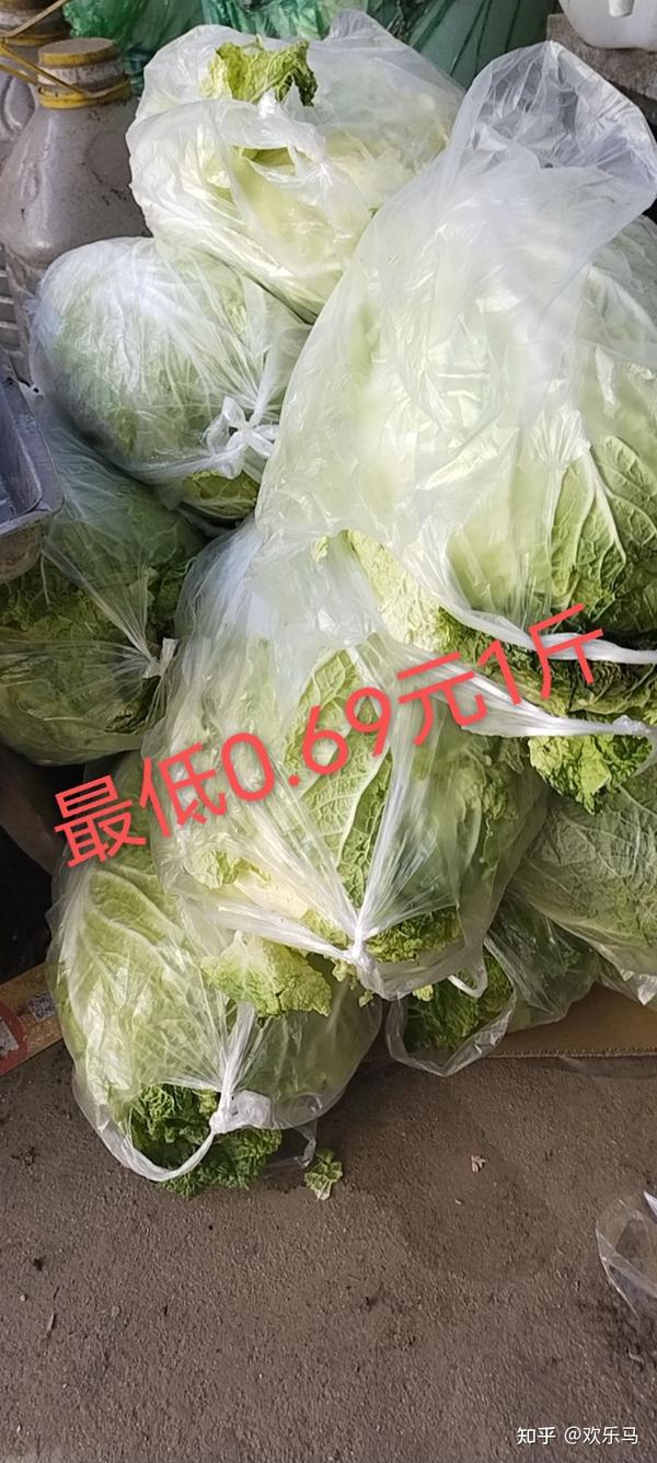 白菜市场最新价格动态深度解析