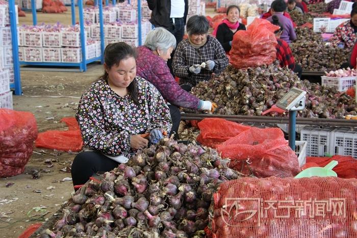 云南鲜蒜最新价格走势及分析，市场趋势与影响因素探讨