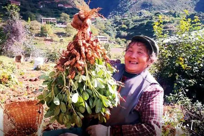 良种场虚拟村委会，天气预报与生活指南